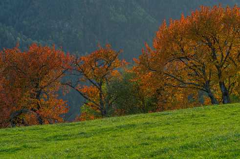Autumn Tree Autumn Tree - Panorama - Landschaft - Natur - Foto - Kampanien - Panoramic - Landscape - Photography - Photo - Print -...