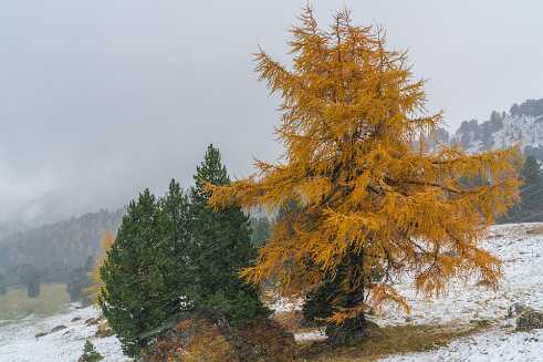 Snow Tree Snow Tree - Panorama - Landschaft - Natur - Foto - Kampanien - Panoramic - Landscape - Photography - Photo - Print -...