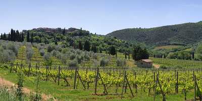 Castelnuovo Dell Abate Tuscany Italy Toscana Italien Winery Photography Stock Grass Mountain - 013017 - 17-05-2012 - 12377x4115 Pixel Castelnuovo Dell Abate Tuscany Italy Toscana Italien Winery Photography Stock Grass Mountain Stock Pictures Town Animal Fine Art Photo Autumn Shoreline...