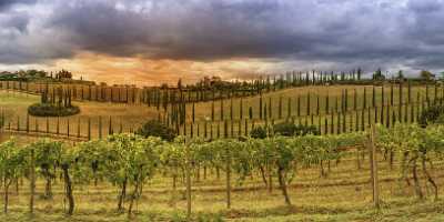 Montefalconi Tuscany Marinello Torre Del Colombaio Winery Panoramic Fine Arts Photography Summer - 022770 - 16-09-2017 - 19252x7658 Pixel Montefalconi Tuscany Marinello Torre Del Colombaio Winery Panoramic Fine Arts Photography Summer Shore Fine Art Photography Prints Royalty Free Stock Images...