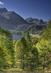 Sils Segl Engadin Silsersee Lake Autumn Color Panorama Fine Art Posters Stock Photos Images - 025361 - 09-10-2018 - 7703x11052 Pixel Sils Segl Engadin Silsersee Lake Autumn Color Panorama Fine Art Posters Stock Photos Images Fine Art Printing Stock Image Image Stock Fine Art Photos Fine Arts...