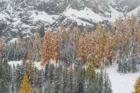 Snow Tree Snow Tree - Panoramic - Landscape - Photography - Photo - Print - Nature - Stock Photos - Images - Fine Art Prints -...