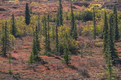 Tundra Tundra - Panoramic - Landscape - Photography - Photo - Print - Nature - Stock Photos - Images - Fine Art Prints - Sale -...