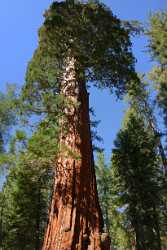 Kings Canyon Sequoia Sierra Nevada Giant Forest National Panoramic Color Modern Wall Art Mountain - 009219 - 08-10-2011 - 4719x11008 Pixel Kings Canyon Sequoia Sierra Nevada Giant Forest National Panoramic Color Modern Wall Art Mountain Art Photography Gallery Beach Stock Photos Image Stock Fine...
