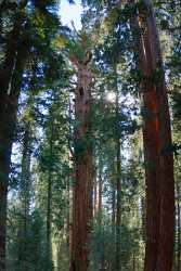 Kings Canyon Sequoia Sierra Nevada Giant Forest National Photo Fine Art Giclee Printing - 009233 - 08-10-2011 - 4665x9652 Pixel Kings Canyon Sequoia Sierra Nevada Giant Forest National Photo Fine Art Giclee Printing Stock Pictures Fine Art Photography Prints For Sale Landscape Image...