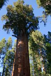 Kings Canyon Sequoia Sierra Nevada Giant Forest National Royalty Free Stock Photos - 009243 - 08-10-2011 - 2821x6457 Pixel Kings Canyon Sequoia Sierra Nevada Giant Forest National Royalty Free Stock Photos Fine Art Photography Prints Country Road Fine Art Photo Modern Art Print...