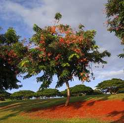 Waipio Mililani Central Oahu Park Tree Hawaii Ocean Fine Art Photo Forest Stock Pictures - 010650 - 22-10-2011 - 4220x4199 Pixel Waipio Mililani Central Oahu Park Tree Hawaii Ocean Fine Art Photo Forest Stock Pictures Fine Art Printing Fine Art Landscapes View Point Town Lake Fine Art...