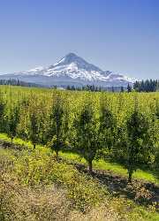 Parkdale Mount Hood National Forest Oregon Orchard Snow Creek Photography Prints For Sale Color - 022420 - 05-10-2017 - 7791x10798 Pixel Parkdale Mount Hood National Forest Oregon Orchard Snow Creek Photography Prints For Sale Color Summer Senic Fog Stock Images Town Art Photography Gallery...