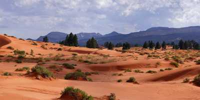 Coral Pink Sand Dunes State Park Kanab Utah Flower Fine Art Landscape Photography Stock Photos - 008227 - 06-10-2010 - 12599x4054 Pixel Coral Pink Sand Dunes State Park Kanab Utah Flower Fine Art Landscape Photography Stock Photos Photo Fine Art River Tree Coast Fine Art Art Photography Gallery...