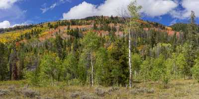 Kamas Utah Autumn Fall Color Colorful Tree Mountain Modern Art Print Photography Prints For Sale - 015236 - 28-09-2014 - 16558x8038 Pixel Kamas Utah Autumn Fall Color Colorful Tree Mountain Modern Art Print Photography Prints For Sale Flower Stock Pictures Sky Spring Panoramic Fine Arts Royalty...