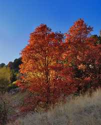 Logan Valley Utah River Tree Autumn Color Colorful Fine Art Photography Images Landscape - 011894 - 01-10-2012 - 10254x12674 Pixel Logan Valley Utah River Tree Autumn Color Colorful Fine Art Photography Images Landscape Fine Art Fotografie Fine Art Photography Prints For Sale Royalty Free...